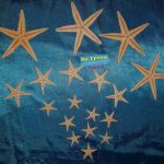 ستاره دریایی طبیعی