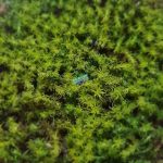 خزه خشک تثبیت شده طرحدار