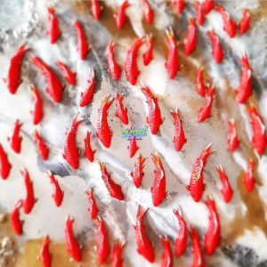 ماهی قرمز دست ساز