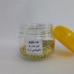 اکلیل طلایی درشت