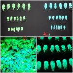 عروس دریایی