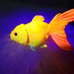 ماهی گل فیش