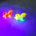 ماهی سه دم رنگی