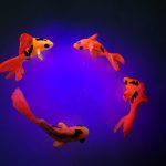 ماهی عید رنگ شده