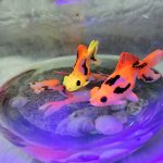 ماهی چشم قورباغه ای رنگ شده