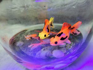 ماهی چشم قورباغه ای رنگ شده