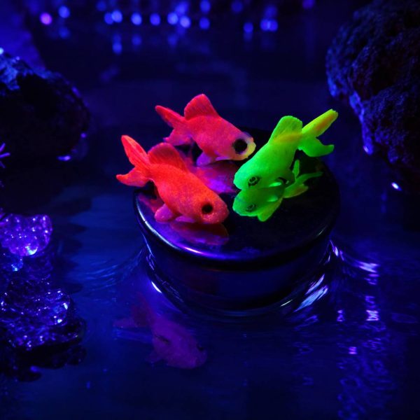 خرید ماهی چشم قورباغه ای رنگی ساده